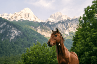 See her <a href="https://wherewonderwaits.com/peaks-of-the-balkans/" target="_blank">guide and amazing photos</a>