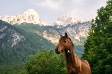 See her <a href="https://wherewonderwaits.com/peaks-of-the-balkans/" target="_blank">guide and amazing photos</a>